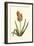 Antique Hyacinth XV-Christoph Jacob Trew-Framed Art Print