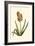 Antique Hyacinth XV-Christoph Jacob Trew-Framed Art Print