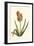 Antique Hyacinth XV-Christoph Jacob Trew-Framed Art Print