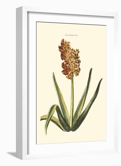 Antique Hyacinth XV-Christoph Jacob Trew-Framed Art Print