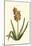 Antique Hyacinth XV-Christoph Jacob Trew-Mounted Art Print