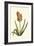 Antique Hyacinth XV-Christoph Jacob Trew-Framed Art Print