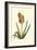 Antique Hyacinth XV-Christoph Jacob Trew-Framed Art Print