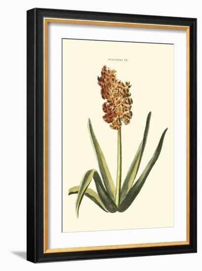 Antique Hyacinth XV-Christoph Jacob Trew-Framed Art Print