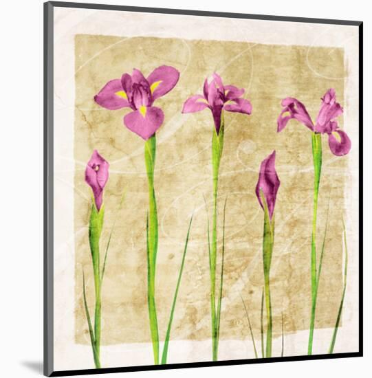 Antique Iris I-Christine Zalewski-Mounted Art Print