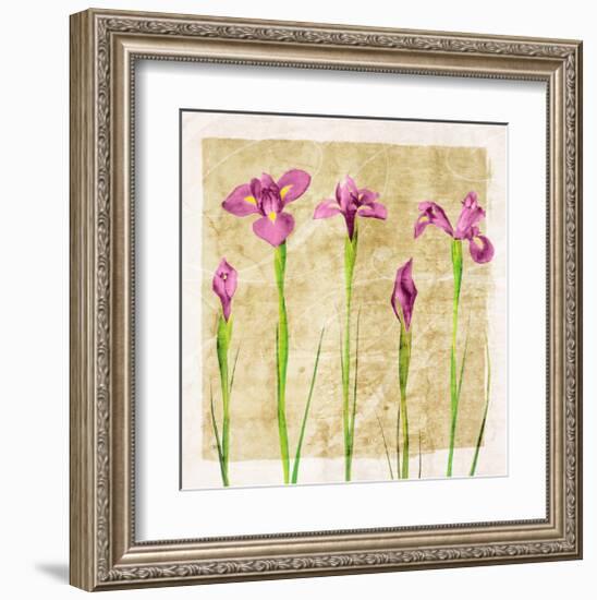 Antique Iris I-Christine Zalewski-Framed Art Print