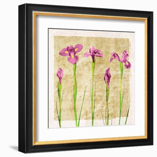 Antique Iris I-Christine Zalewski-Framed Art Print