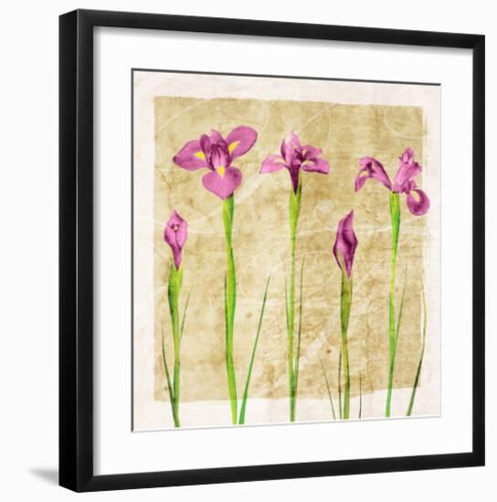 Antique Iris I-Christine Zalewski-Framed Art Print