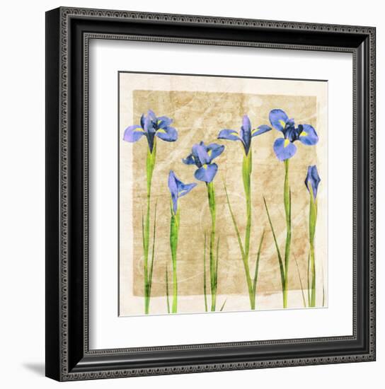 Antique Iris II-Christine Zalewski-Framed Art Print