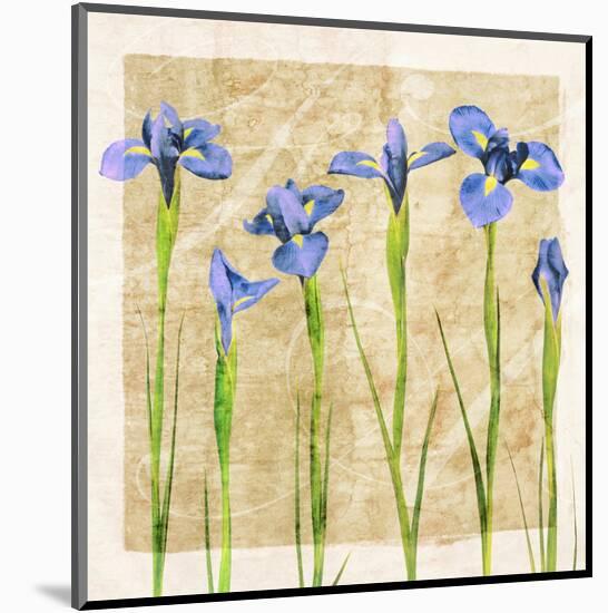 Antique Iris II-Christine Zalewski-Mounted Art Print