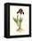 Antique Iris IV-Curtis-Framed Stretched Canvas