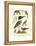 Antique Kingfisher I-Alexander Wilson-Framed Stretched Canvas