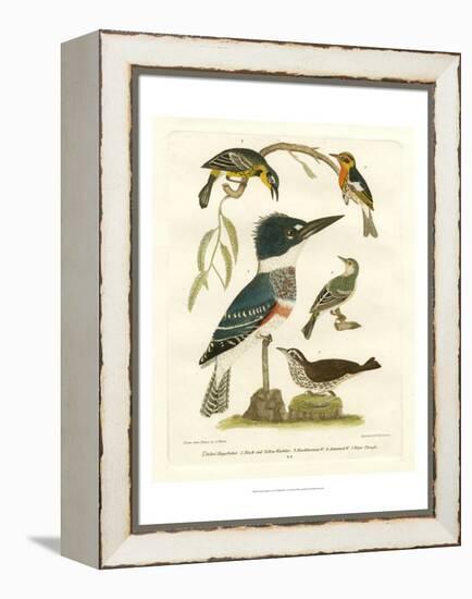 Antique Kingfisher I-Alexander Wilson-Framed Stretched Canvas