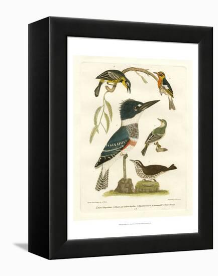 Antique Kingfisher I-Alexander Wilson-Framed Stretched Canvas