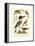 Antique Kingfisher I-Alexander Wilson-Framed Stretched Canvas