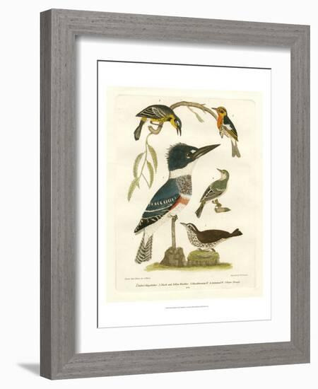 Antique Kingfisher I-Alexander Wilson-Framed Art Print