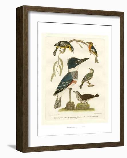 Antique Kingfisher I-Alexander Wilson-Framed Art Print