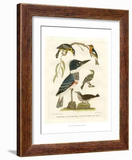 Antique Kingfisher I-Alexander Wilson-Framed Art Print