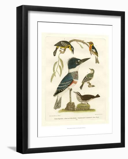 Antique Kingfisher I-Alexander Wilson-Framed Art Print