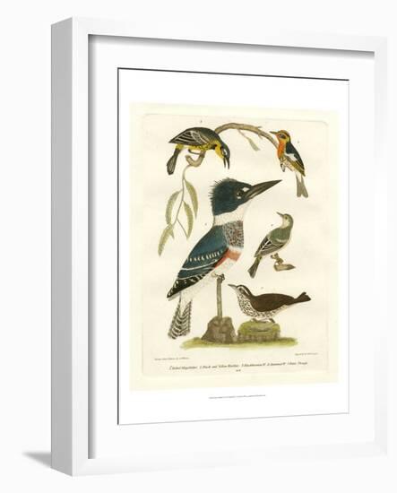 Antique Kingfisher I-Alexander Wilson-Framed Art Print