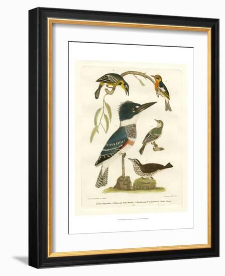 Antique Kingfisher I-Alexander Wilson-Framed Art Print