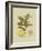 Antique Lemon-null-Framed Premium Giclee Print