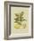 Antique Lemon-null-Framed Art Print