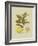 Antique Lemon-null-Framed Art Print