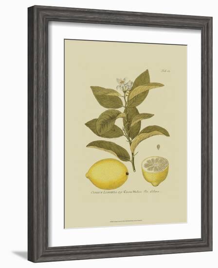 Antique Lemon-null-Framed Art Print