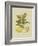 Antique Lemon-null-Framed Art Print