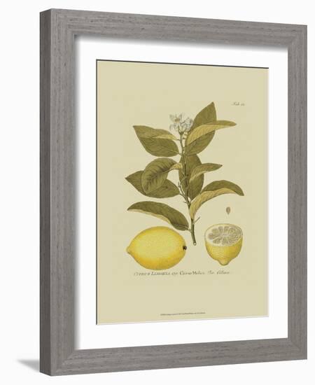 Antique Lemon-null-Framed Art Print