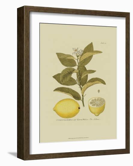 Antique Lemon-null-Framed Art Print
