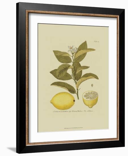 Antique Lemon--Framed Art Print