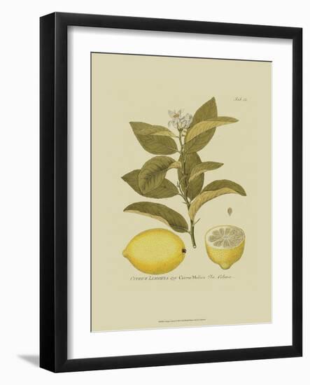Antique Lemon--Framed Art Print