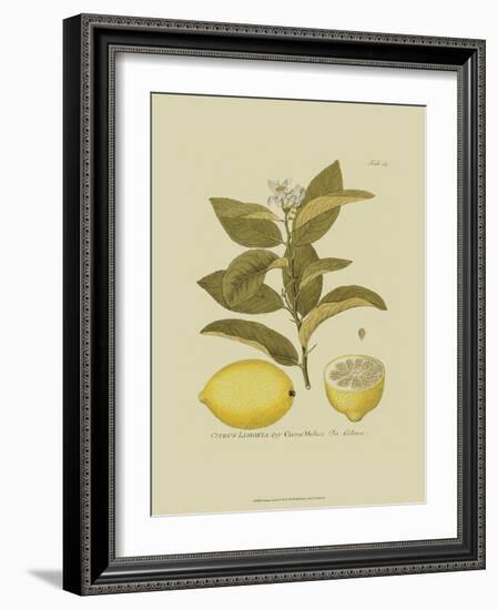 Antique Lemon-null-Framed Art Print