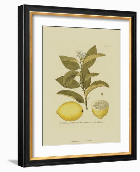 Antique Lemon-null-Framed Art Print