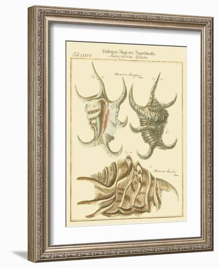 Antique Martini Shells IV-Martini-Framed Art Print