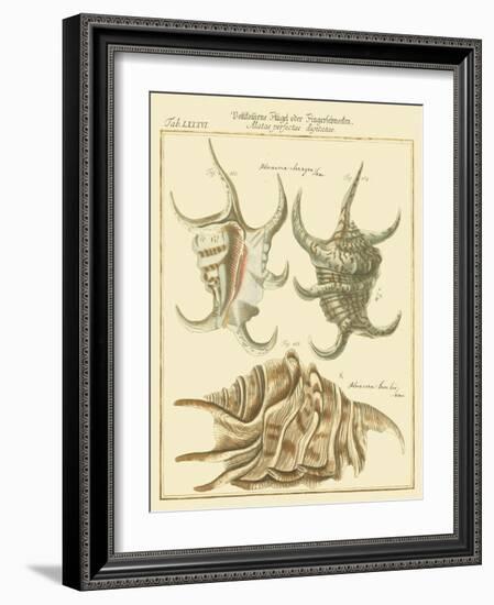 Antique Martini Shells IV-Martini-Framed Art Print