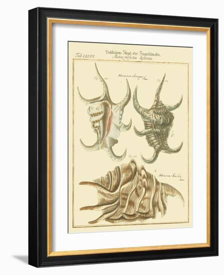 Antique Martini Shells IV-Martini-Framed Art Print