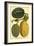 Antique Melons I-null-Framed Art Print