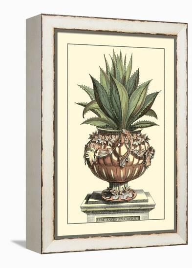 Antique Munting Aloe IV-Abraham Munting-Framed Stretched Canvas