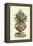 Antique Munting Aloe IV-Abraham Munting-Framed Stretched Canvas