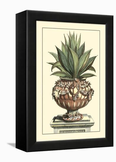 Antique Munting Aloe IV-Abraham Munting-Framed Stretched Canvas