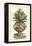 Antique Munting Aloe IV-Abraham Munting-Framed Stretched Canvas