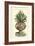 Antique Munting Aloe IV-Abraham Munting-Framed Art Print