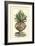 Antique Munting Aloe IV-Abraham Munting-Framed Art Print