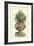 Antique Munting Aloe IV-Abraham Munting-Framed Art Print