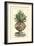 Antique Munting Aloe IV-Abraham Munting-Framed Art Print