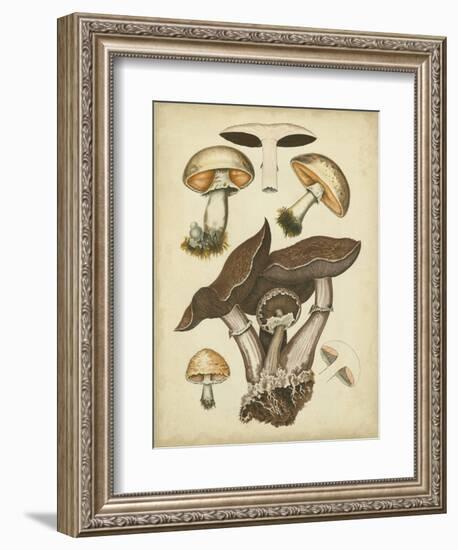 Antique Mushrooms II-H. Furrer-Framed Art Print