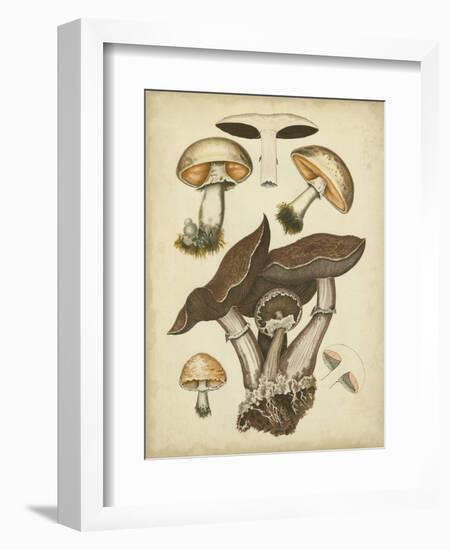 Antique Mushrooms II-H. Furrer-Framed Art Print